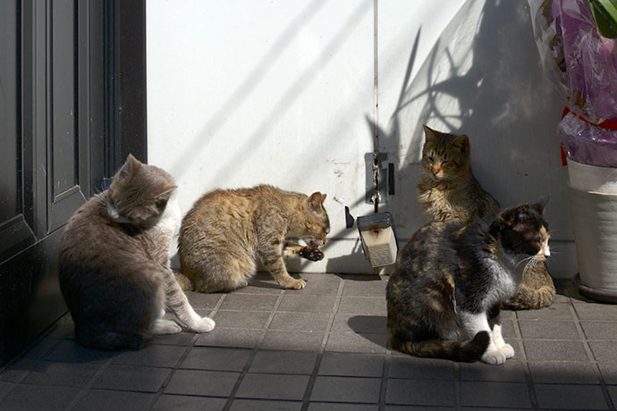 街のねこたち