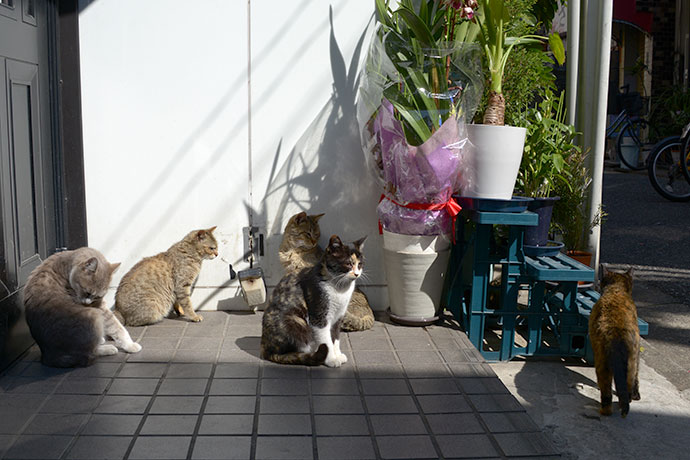 街のねこたち