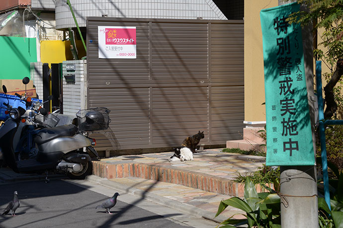街のねこたち