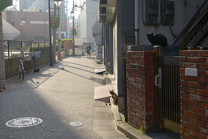 街のねこたち