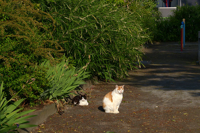 街のねこたち