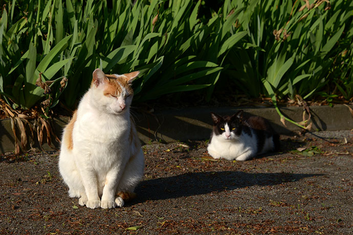 街のねこたち
