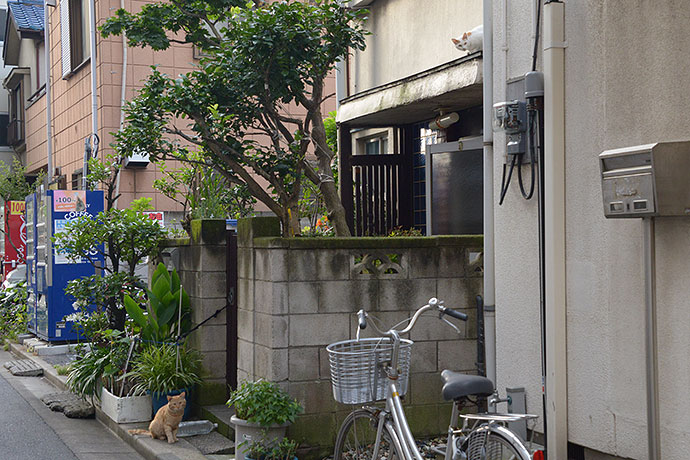 街のねこたち