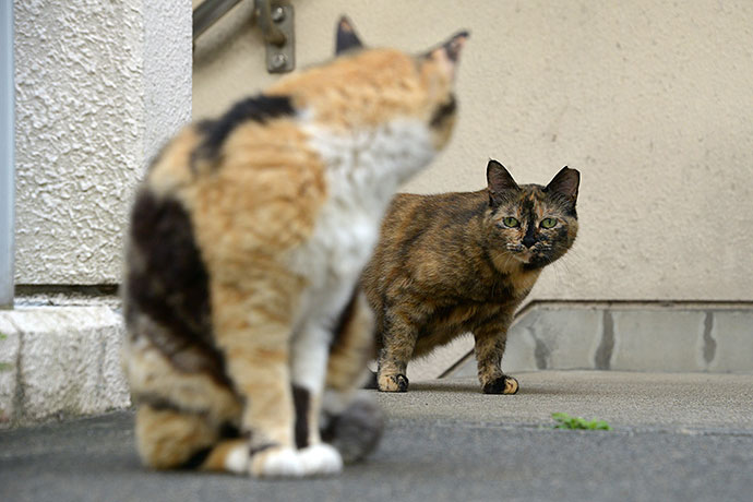 街のねこたち