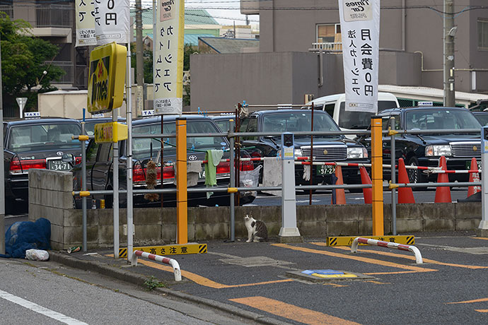 街のねこたち