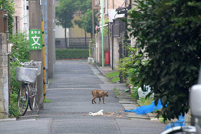 街のねこたち