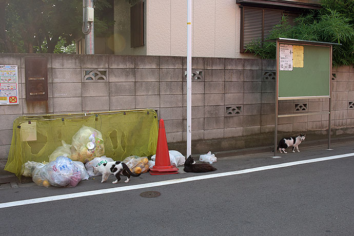 街のねこたち