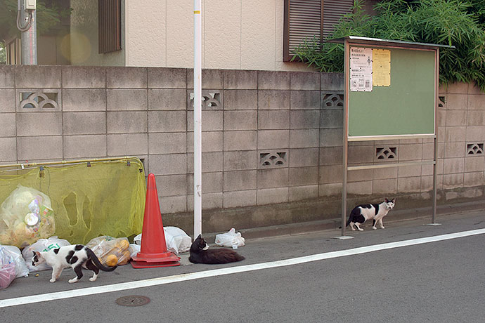 街のねこたち