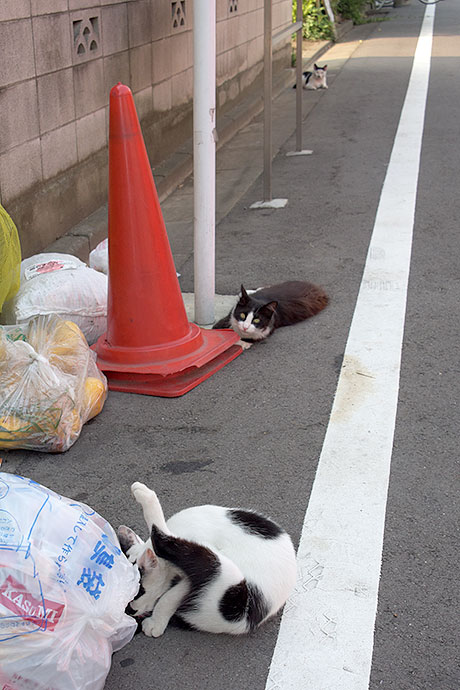 街のねこたち