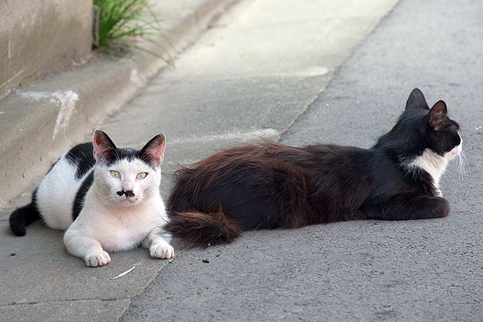 街のねこたち
