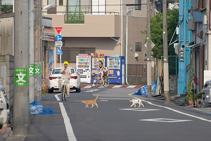街のねこたち