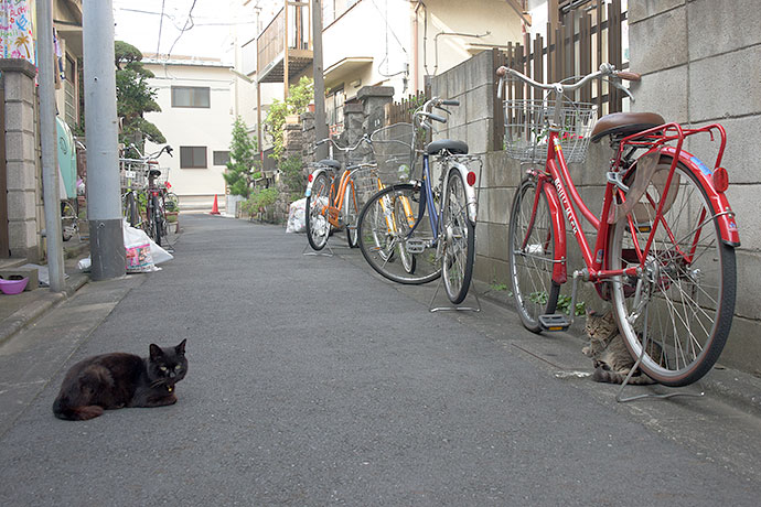 街のねこたち