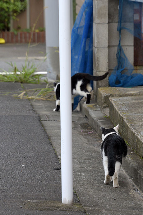 街のねこたち