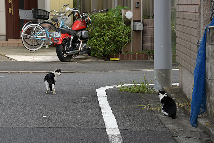 街のねこたち