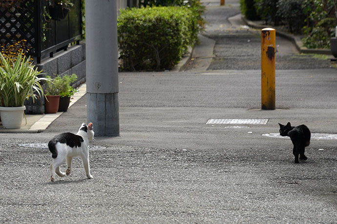 街のねこたち
