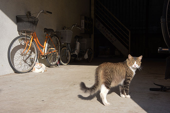 街のねこたち