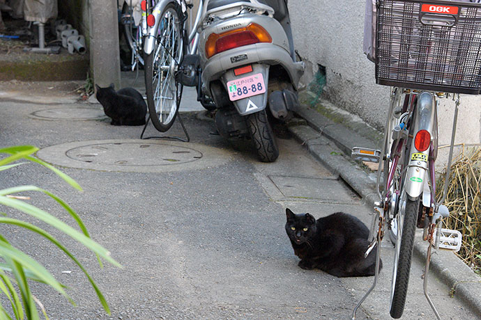 街のねこたち