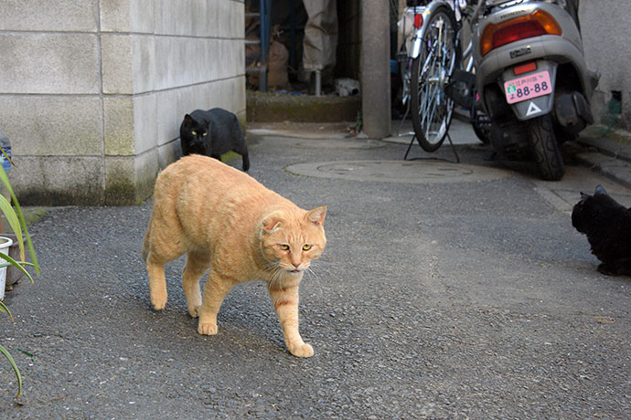 街のねこたち