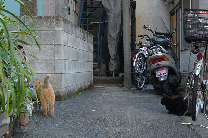 街のねこたち