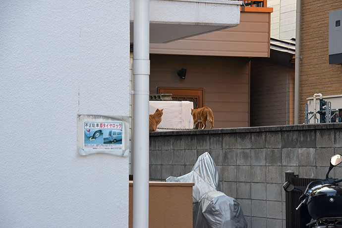 街のねこたち