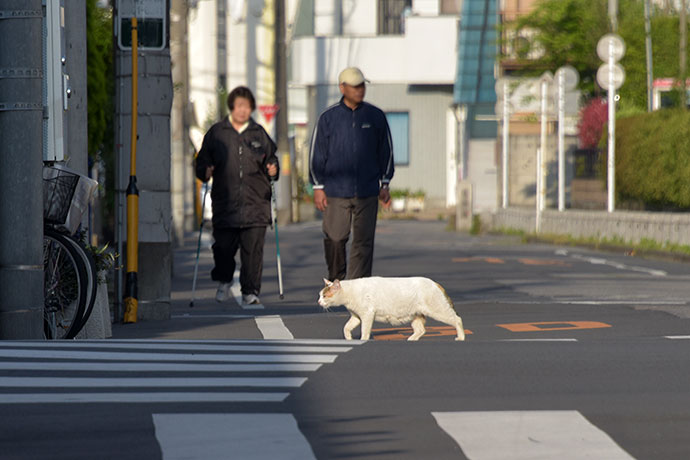 街のねこたち