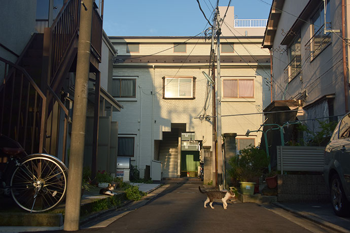 街のねこたち