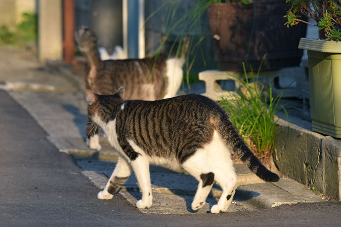 街のねこたち