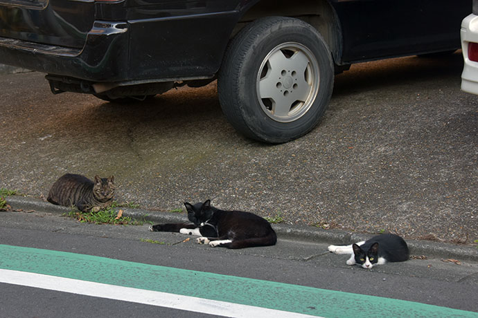 街のねこたち