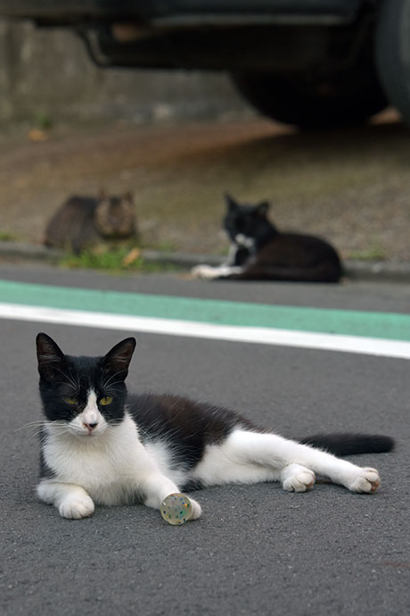 街のねこたち
