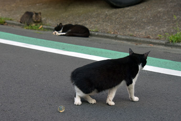 街のねこたち
