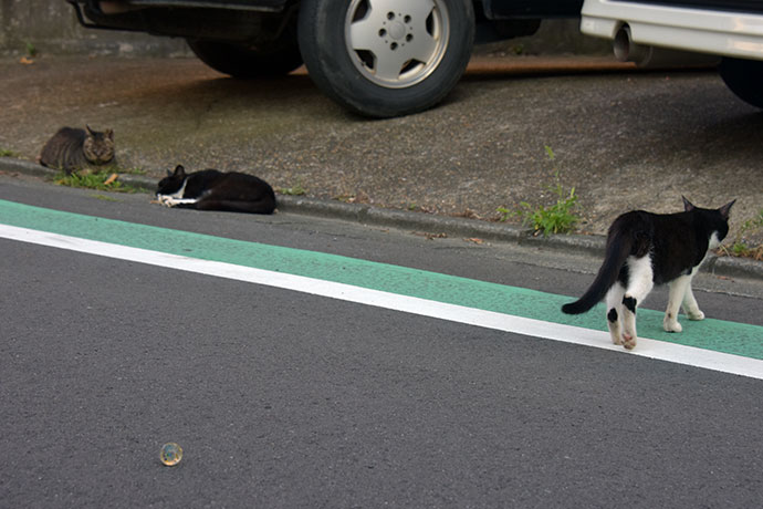 街のねこたち