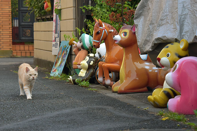 街のねこたち