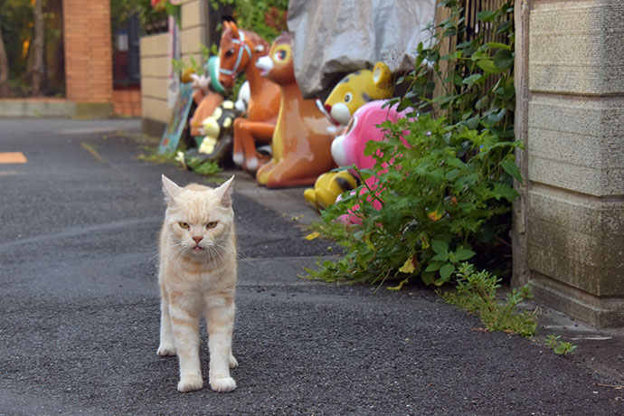 街のねこたち
