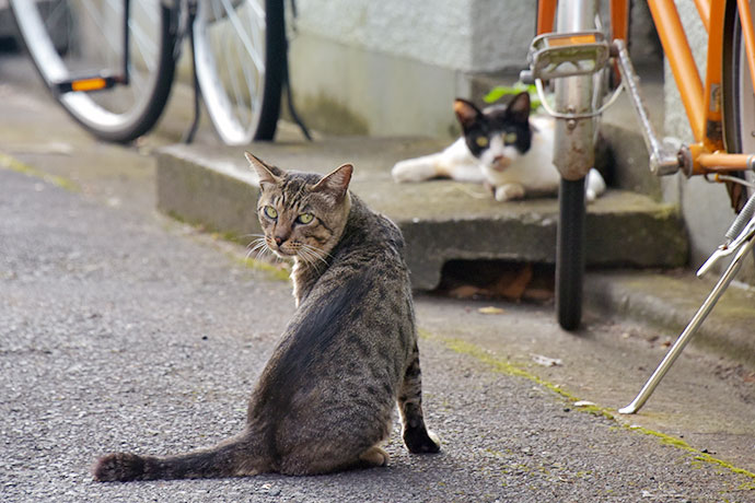 街のねこたち