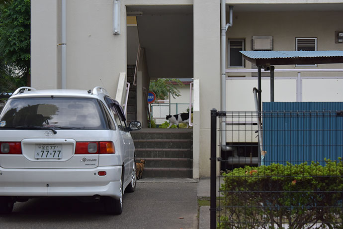 街のねこたち