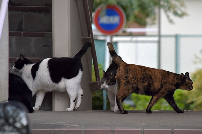 街のねこたち