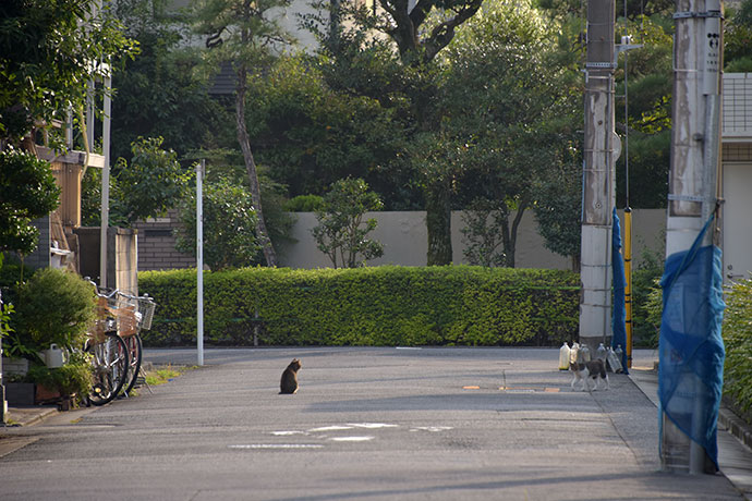 街のねこたち