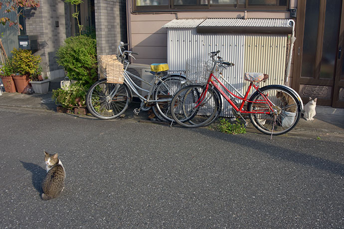 街のねこたち