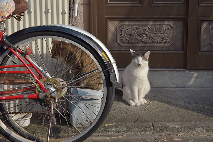 街のねこたち