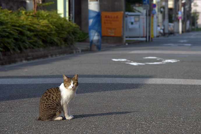 街のねこたち