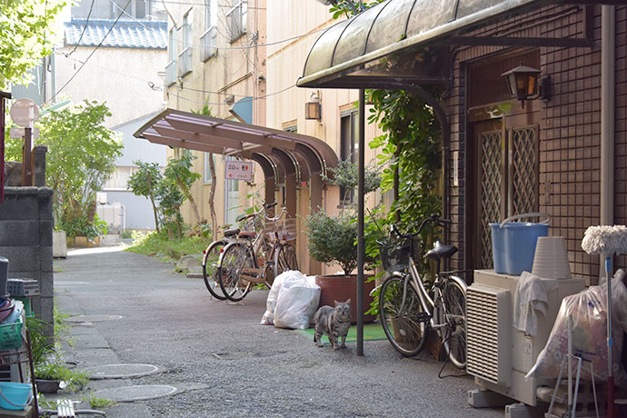 街のねこたち