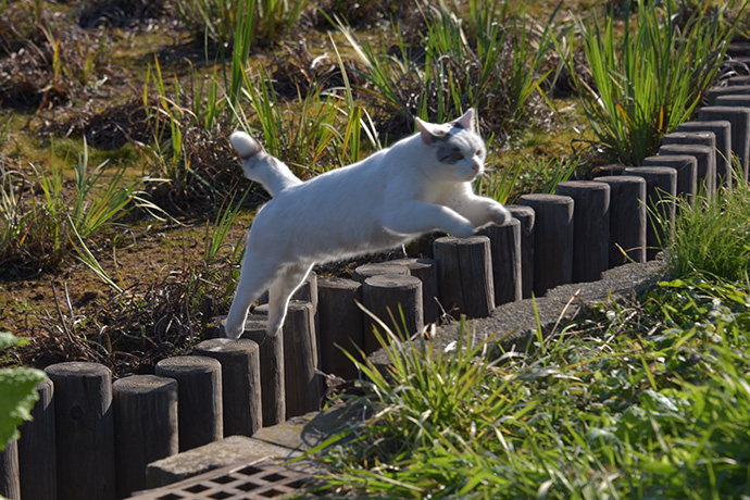 街のねこたち