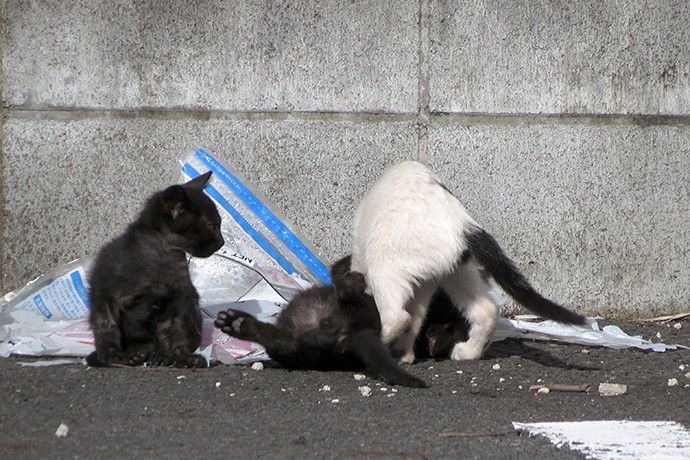 街のねこたち