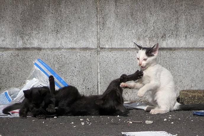 街のねこたち