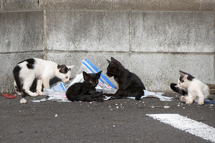 街のねこたち