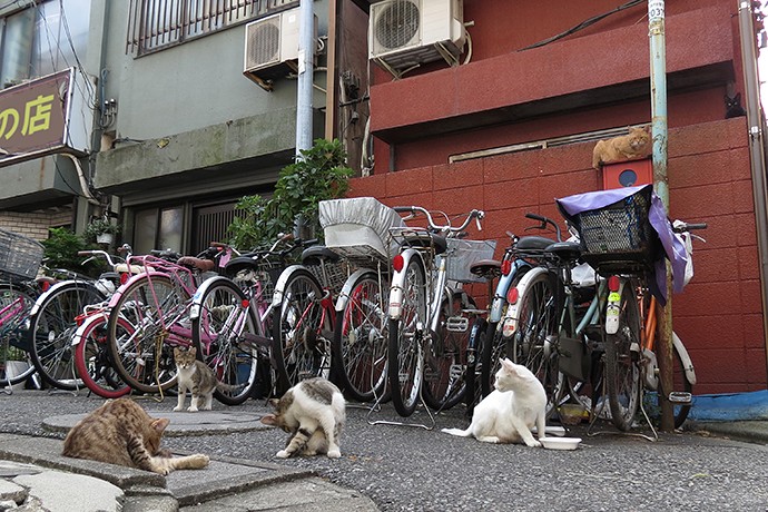街のねこたち