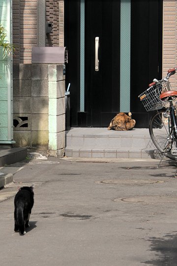 街のねこたち