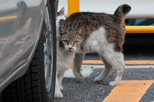 街のねこたち