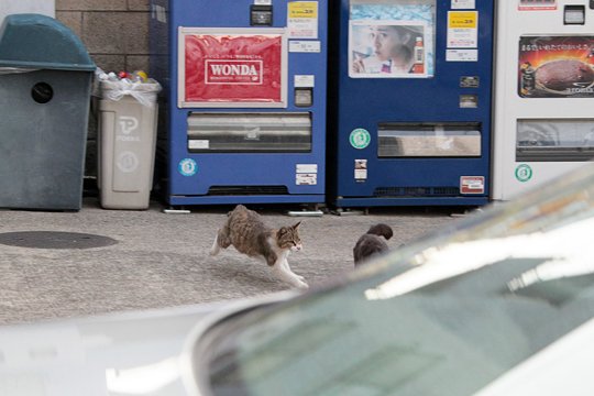 街のねこたち