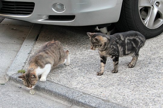 街のねこたち